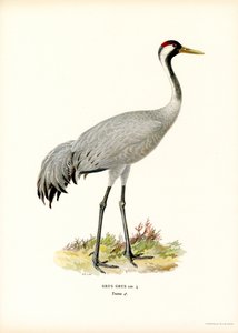 Kranich