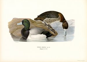 Bergente von Magnus Ferdinand and Wilhelm von Wright