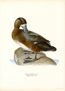 Bergente von Magnus Ferdinand and Wilhelm von Wright