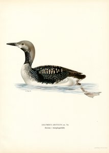 Eistaucher von Magnus Ferdinand and Wilhelm von Wright
