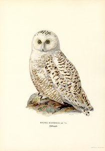 Schnee-Eule von Magnus Ferdinand and Wilhelm von Wright