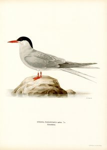 Küstenseeschwalbe