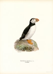 Papageitaucher von Magnus Ferdinand and Wilhelm von Wright