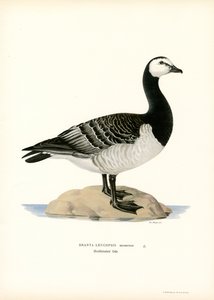 Ringelgans von Magnus Ferdinand and Wilhelm von Wright