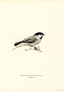 Schwarzmeise (Farblithographie) von Magnus Ferdinand and Wilhelm von Wright