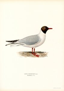 Lachmöwe von Magnus Ferdinand and Wilhelm von Wright