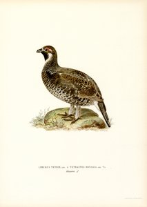 Birkhuhn x Haselhuhn von Magnus Ferdinand and Wilhelm von Wright