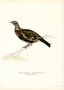 Birkhuhn x Auerhuhn von Magnus Ferdinand and Wilhelm von Wright