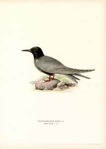 Schwarze Seeschwalbe