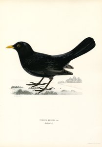 Amsel (Farblithographie) von Magnus Ferdinand and Wilhelm von Wright