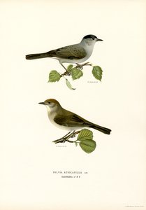 Mönchsgrasmücke von Magnus Ferdinand and Wilhelm von Wright