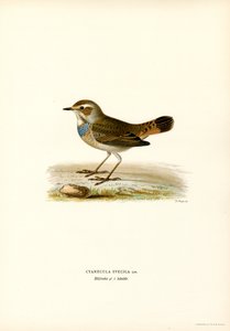 Blaukehlchen