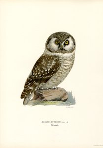 Rauhfußkauz von Magnus Ferdinand and Wilhelm von Wright