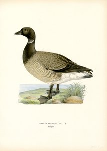 Ringelgans von Magnus Ferdinand and Wilhelm von Wright