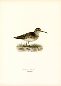 Sumpfläufer von Magnus Ferdinand and Wilhelm von Wright