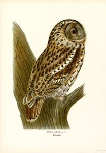 Waldkauz