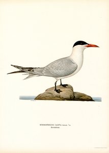 Raubseeschwalbe von Magnus Ferdinand and Wilhelm von Wright