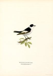 Halsbandschnäpper von Magnus Ferdinand and Wilhelm von Wright