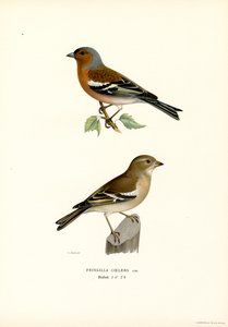Buchfink von Magnus Ferdinand and Wilhelm von Wright