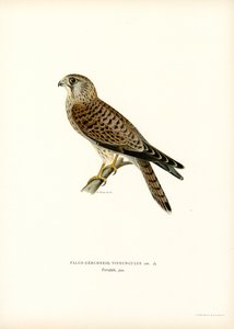 Turmfalke von Magnus Ferdinand and Wilhelm von Wright