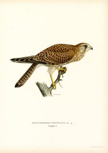 Turmfalke von Magnus Ferdinand and Wilhelm von Wright