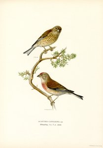 Hänfling von Magnus Ferdinand and Wilhelm von Wright