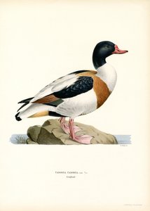Brandgans von Magnus Ferdinand and Wilhelm von Wright