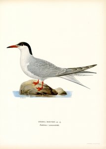 Flussseeschwalbe (Farblithographie) von Magnus Ferdinand and Wilhelm von Wright