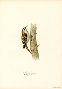 Waldbaumläufer von Magnus Ferdinand and Wilhelm von Wright