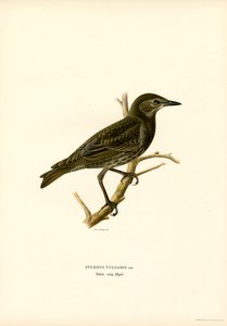 Star (Farblithographie) von Magnus Ferdinand and Wilhelm von Wright