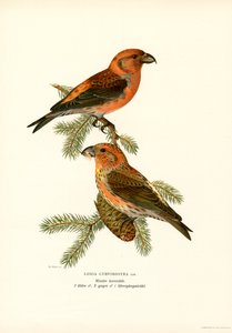 Kreuzschnabel von Magnus Ferdinand and Wilhelm von Wright