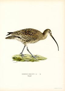 Großer Brachvogel