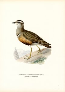 Mornellregenpfeifer