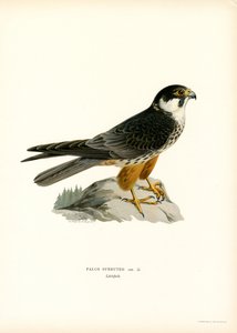 Baumfalke von Magnus Ferdinand and Wilhelm von Wright