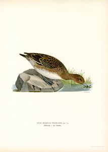 Pfeifente von Magnus Ferdinand and Wilhelm von Wright