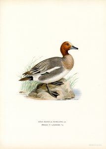 Pfeifente von Magnus Ferdinand and Wilhelm von Wright