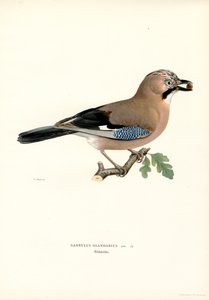Eichelhäher von Magnus Ferdinand and Wilhelm von Wright