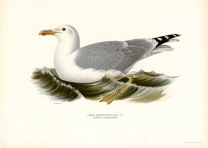 Europäische Silbermöwe (Farblithographie) von Magnus Ferdinand and Wilhelm von Wright
