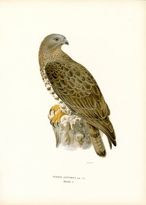 Wespenbussard von Magnus Ferdinand and Wilhelm von Wright