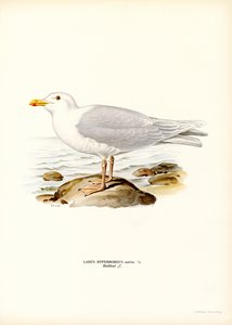 Eismöwe (Farblithographie)