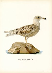 Eismöwe