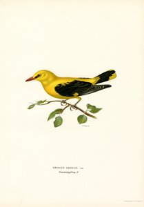 Pirol (Farblithographie)