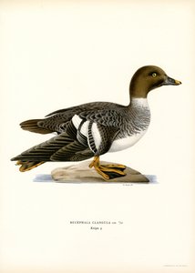 Schellente von Magnus Ferdinand and Wilhelm von Wright