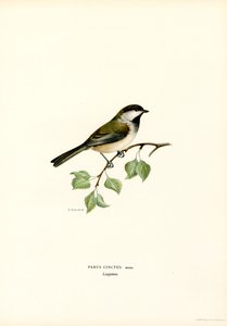 Graukopfmeise von Magnus Ferdinand and Wilhelm von Wright