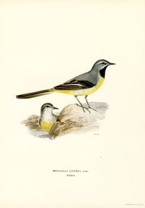 Gebirgsstelze von Magnus Ferdinand and Wilhelm von Wright