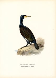 Kormoran von Magnus Ferdinand and Wilhelm von Wright