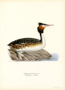 Haubentaucher von Magnus Ferdinand and Wilhelm von Wright