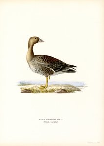 Blässgans