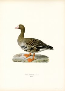 Blässgans von Magnus Ferdinand and Wilhelm von Wright