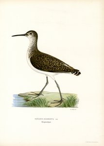 Waldwasserläufer von Magnus Ferdinand and Wilhelm von Wright